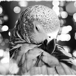 Meet your Posher, Denise